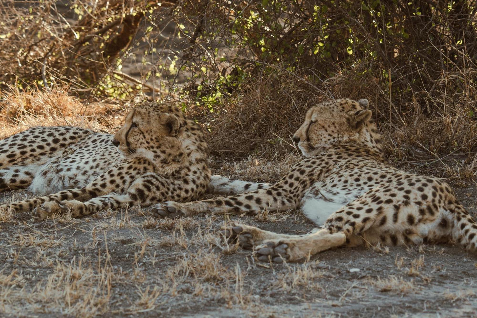 マディクウェ野生保護区 ザ ブッシュ ハウスヴィラ エクステリア 写真